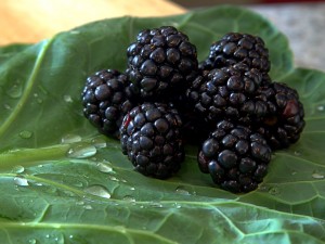 berries_bg_20090515