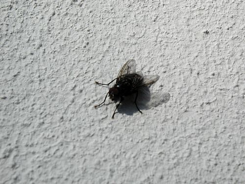 fly-4